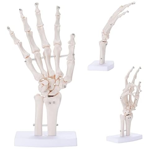 ANNWAH Hand Skeleton Model - Medical Human Finger Bone Made of PVC Posable Hand Showing Ulna and Radius for Research and Learning Cover