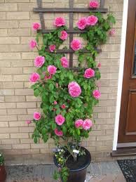 ROYAL LAND Lotus Climbing Rose Plant - Attractive, Fragrant, Gorgeous DIY Garden Flower 2 Grafted Rose Plant (B08JN55W69) Amazon Price History, Amazon Price Tracker