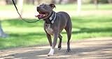 Cesar Millan Pack Leader Collar - Trainingshalsband des Hundeflüsterers