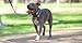 Cesar Millan Pack Leader Collar - Trainingshalsband des Hundeflüsterers