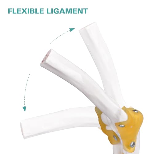 Image of Ultrassist Human Elbow Joint Model with Ligaments, Flexible Knee Joint Model, Human Knee Joint Anatomy Model, Best Teaching Tool for Patient Education & Anatomy Study