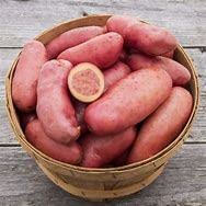 How Far Apart to Plant Potatoes in Your Garden | UrbanOrganicYield.com Seed Potatoes for Planting French Fingerling 5lbs.