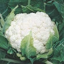 SRI SAI FORESTRY Organic Cauliflower Seeds (Phool gobi koli flower Phulkobi Kovippu) vegetable seeds Pack of 50 for Home Garden (B094R4KQQL) Amazon Price History, Amazon Price Tracker