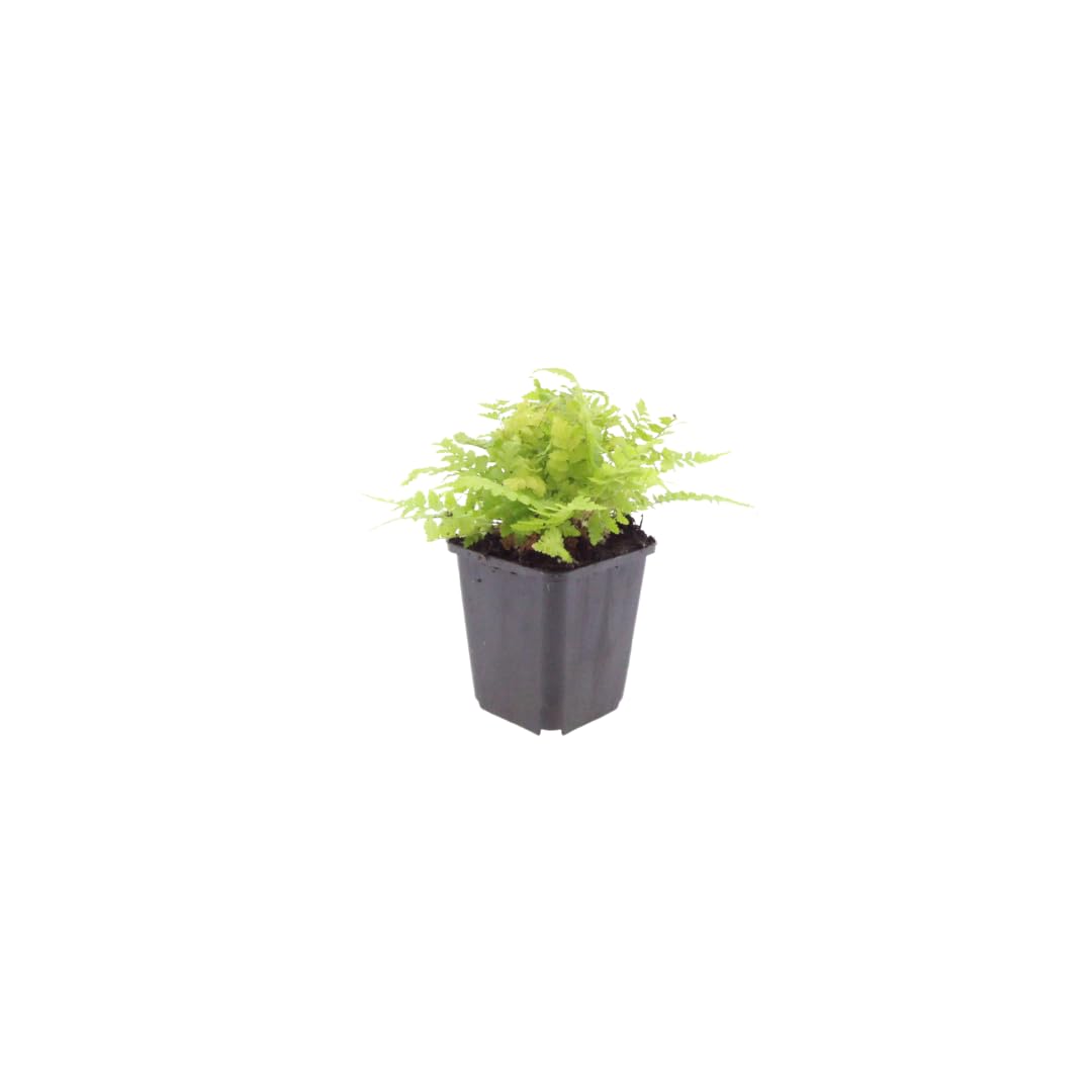 Dryopteris filix-mas | 12 sztuk - 10-25cm - Ø9cm - Roślina ogrodowa