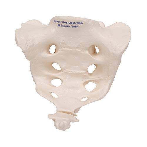 Image of 3B Scientific A70 /6 Sacrum and Coccyx Model, 7.9 inch x 5.9 inch x 5.9 inch