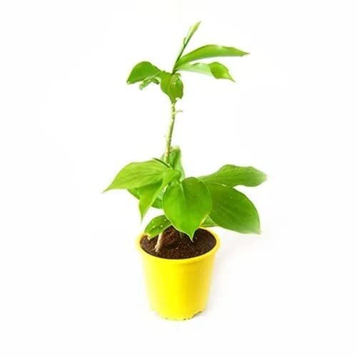 Cloud Farm Live Insulin Plant/Costus Igneus Plant For Diabetes