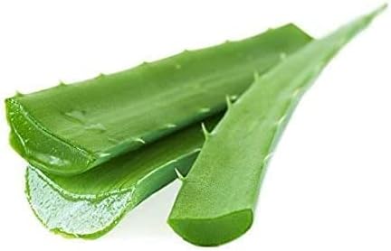 RNB Store Aloe Vera Leaves Organic Aloe Vera Fresh Cut Leaf Large Aloe Vera Leaf 1 Pound - for Hairs and face, Make Juice from Leaves