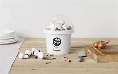 Mushroom Growing Kit - White Button Mushroom Grow Kit - Perfect for Beginners - Educational Grow Our Kits with The Little Ones