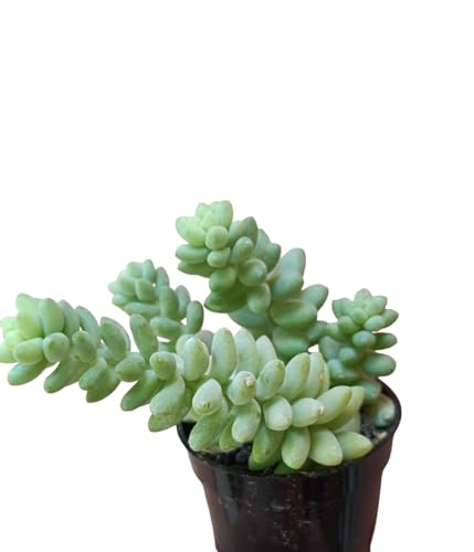 pianta vera di sedum burrito pianta grassa pendente succulente crassula fiori rossi