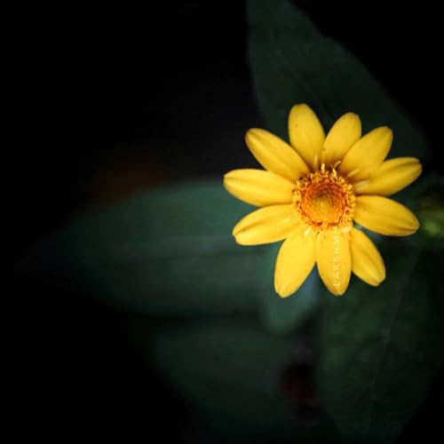 Perico the Angel Podcast Por  arte de portada