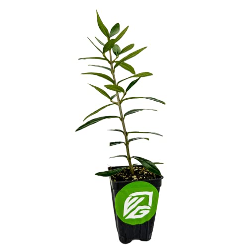 Chemlali Olive Tree Live Plant - Olea Europaea - Wellspring Gardens Starter Plant #TOP2