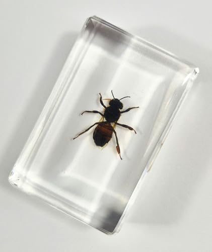 Image of 44mm Real Honeybee Honey Bee in Crystal Clear Lucite Resin Specimen Preserved Insect Taxidermy Crafts Collection for Biology Science Education & Desk Ornament Display Supplies Small Paperweight