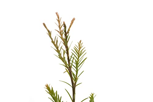 Coast Redwood | Medium Tree Seedling | The Jonsteen Company #TOP1