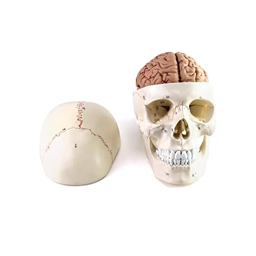 QWORK Human Skull and Brain Anatomy Model, 11 Parts, Life Size, Numbered, Anatomically Accurate, for Science Medical Teaching Learning