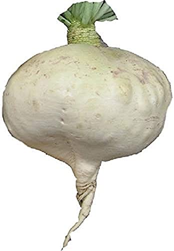 Radish R150 - Sakurajima Mammoth radish seeds- (200 per packet)