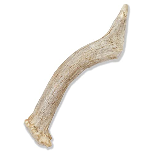 Prairie Dog Antlers | North American Whole Deer Antler | Small | Naturally Shed | Hand Harvested | Nutrient Rich | 4-5.5 Inches Long #TOP1