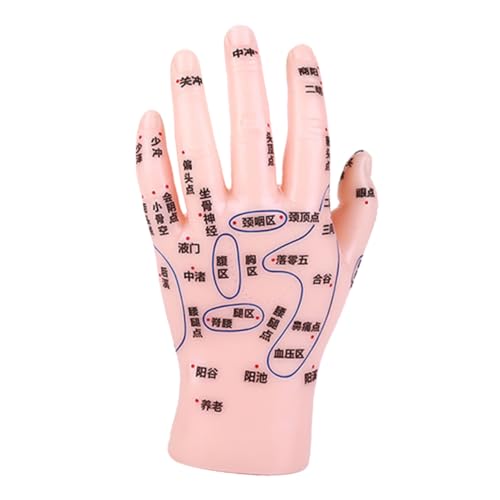 Hoement Hand Acupuncture Point Model Durable Reflexology Training Tool for Educational Institutions Healthcare and Massage Centers for Teaching Acupoint Techniques