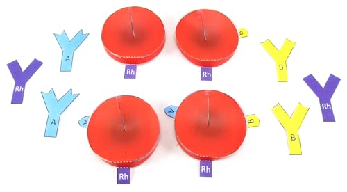 Image of NewPath Blood Groups 3D Paper Model Making Kit - Individual Student Edition (24-7781)