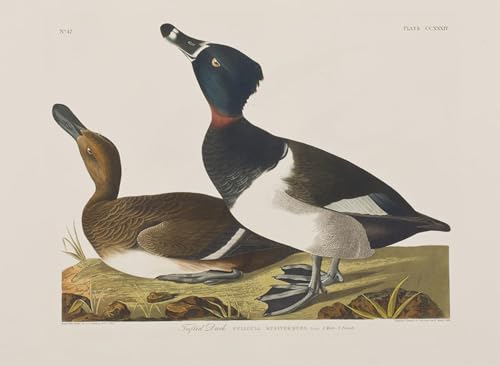 Illustration oiseaux d'Amérique Audubon : affiche sur toile pour les amoureux de nature