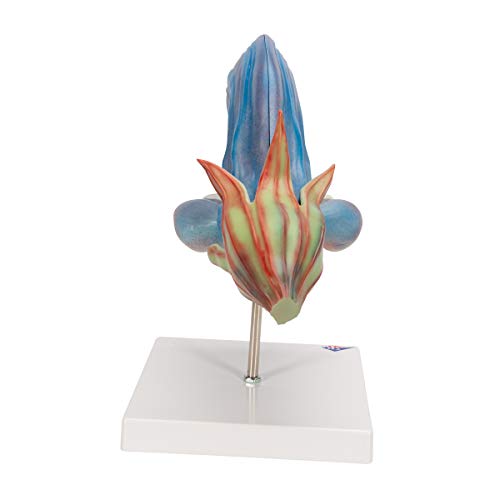 3B Scientific - Wiesensalbeiblüte (Salvia pratensis), Modell