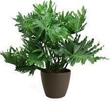 Uniquetree Philodendron Selloum Live Plant /Pack up One Healthy Plant (B0BV6GVKV6) Amazon Price History, Amazon Price Tracker