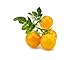 Click & Grow SGR57x3 3 pc(s) Cherry Tomato Starter kit
