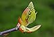 Chestnut Bud Nr. 7 Princeps Original Bachblüten Kastanienknospe Tropfen - 10ml