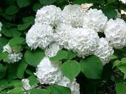 Japanese Snowball Bush 2 Feet Tall Bareroot White Flowering Shrub 2-Pack