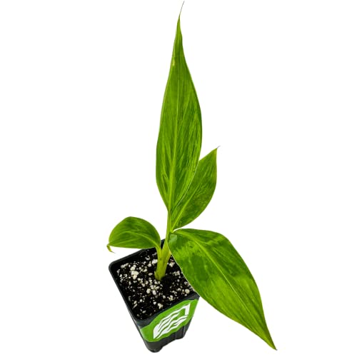 Popoulu Red Trunk Tongan/Hawaiian Banana - Musa - Wellspring Gardens