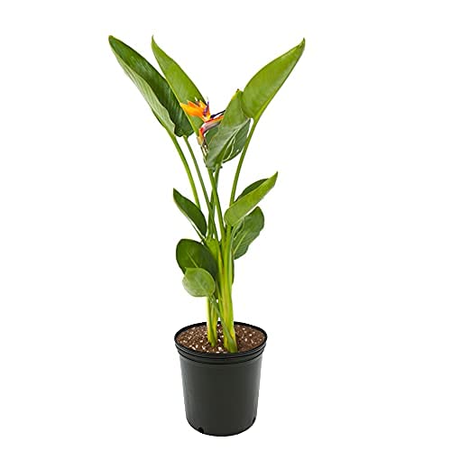 American Plant Exchange Live Orange Bird of Paradise