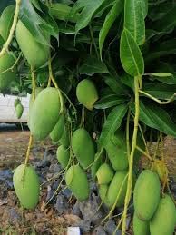 Redwingz Exotic All Time Sweet Katimon/Catimon Mango Plant Grafted_(2-3ft) 1 Healthy Original Catimon Plant (B09FJJZVDY) Amazon Price History, Amazon Price Tracker
