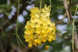 Vaibhav Biorech Cassia Fistula Plant 1