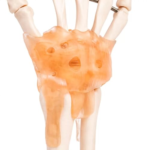 Image of Human Hand Joint Model with Ligaments ✮ Scientific Life Size with Premium Display Base ✮ Best Teaching Tool for Patient Education & Anatomy Study