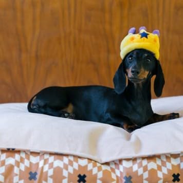 Juguete de Peluche para Perro P.L.A.Y. Cumpleaños, Sonajero Durable - Corona Canina, X-Small miniatura 6