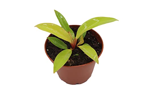 Philodendron Prince of Orange -2.5'' from California Tropicals