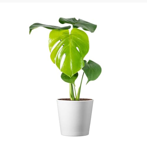American Plant Exchange Monstera Deliciosa – Live 4-Inch Pot in Stylish Pot Cover, Easy-Care Split Leaf Vine, Low-Maintenance Air Purifying Houseplant for Home, Office & Garden Décor