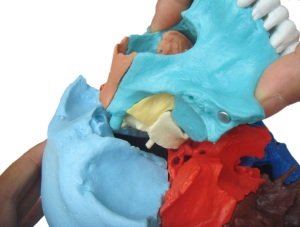 Wellden Medical Anatomical Adult Osteopathic Skull Model, 22-Part, Life Size, Didactic Colored #TOP7