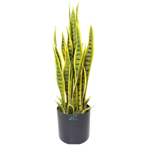 Artificial Snake Plant with Black Pot – 70 cm Tall Faux Indoor Pl...