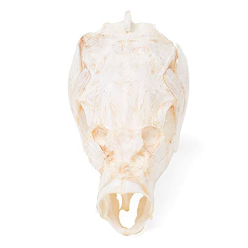 Image of 3B Scientific GmbH T30010 Carp Skull