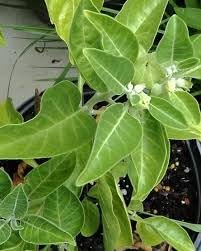 Ashwagandha seeds for farming,High germination (70 seeds) (B0CKRT9B31) Amazon Price History, Amazon Price Tracker