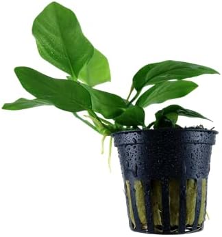 Shore Aquatic's Anubias Nana Petite - Perfect Low-Light Aquarium Plant for Foreground Accents (12 Pack)