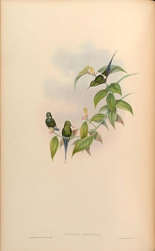 Tableau Toile Affiches d'Art Animal Oiseau Gouldia Conversi Discosura 60x90cm