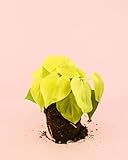 Pur Plant