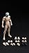 Fremego 1/12 Scale Male Action Figure, 6inch Flexible Muscular Slender Body Type Figure with Head Sculpt and Replacement Accessory Miniature Body Doll Collection (Pale Skin)