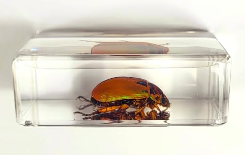 Image of 44mm Real Shiny Christmas Beetle in Crystal Clear Lucite Resin Specimen Preserved Animal Insect Bug Taxidermy Collection for Biology Science Education & Desk Ornament Display