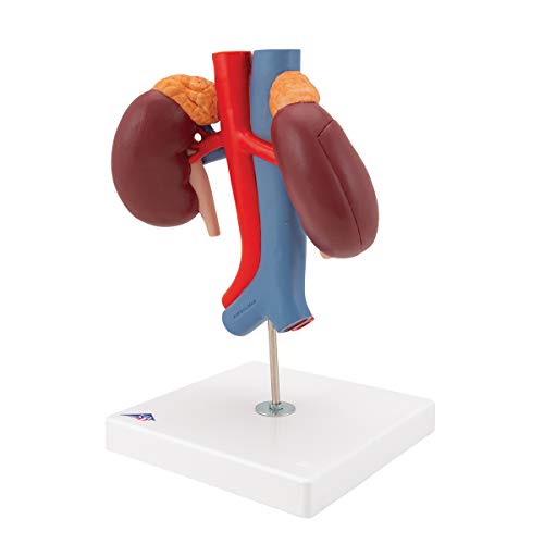 Image of 3B Scientific K22 /1 Kidneys w / vessels 2 part - 3B Smart Anatomy