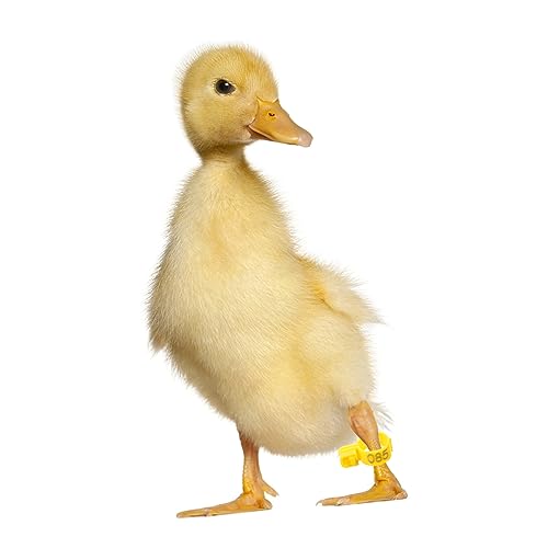 Anillas para pollos ajustables que crecen con sus aves de corral evitando lesiones 3