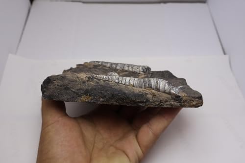 Image of Natural Orthoceras Fossil Plate from Devonian Period Fossil from Morocco A303
