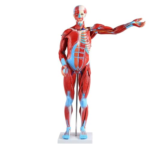 ZWDCVFGK Modelo De Órganos Internos Adjuntos De Anatomía Muscular De Cuerpo Entero Humano De 80 Cm, 27 Piezas Extraíbles Más De 300 Estructuras Identificables, para Exhibición De Enseñanza