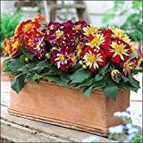 seedsown : 300pcs / Bag Semillas Sansevieria, bcony de Tiesto, Siembra de Las Estaciones, brotando 95% Sansevieria trifasciata Semillas